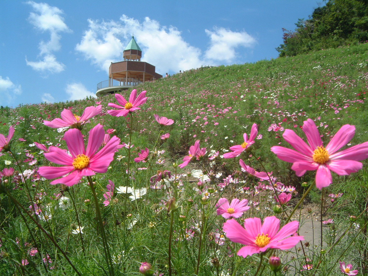 cosmos