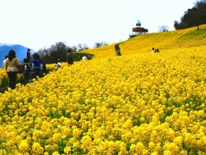 翠波高原　菜の花まつり