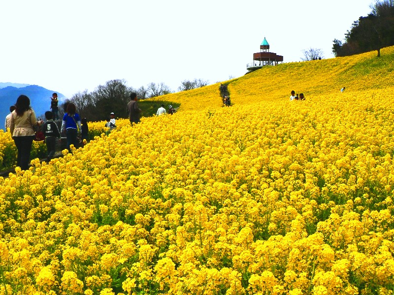 翠波高原　菜の花まつり