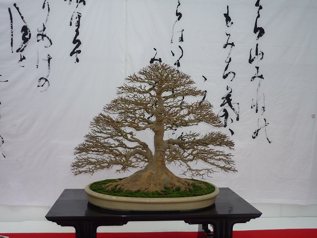 五葉松