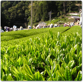 新宮茶