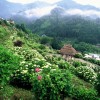 中野あじさい園