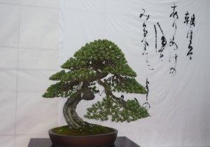 四国赤石五葉松の盆栽❣️