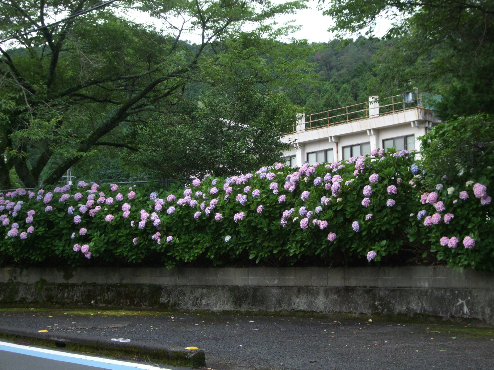 7 16あじさい開花状況 あじさいロード 下長瀬アジサイ公園 四国中央市観光協会 愛媛県四国中央市の観光情報をご紹介