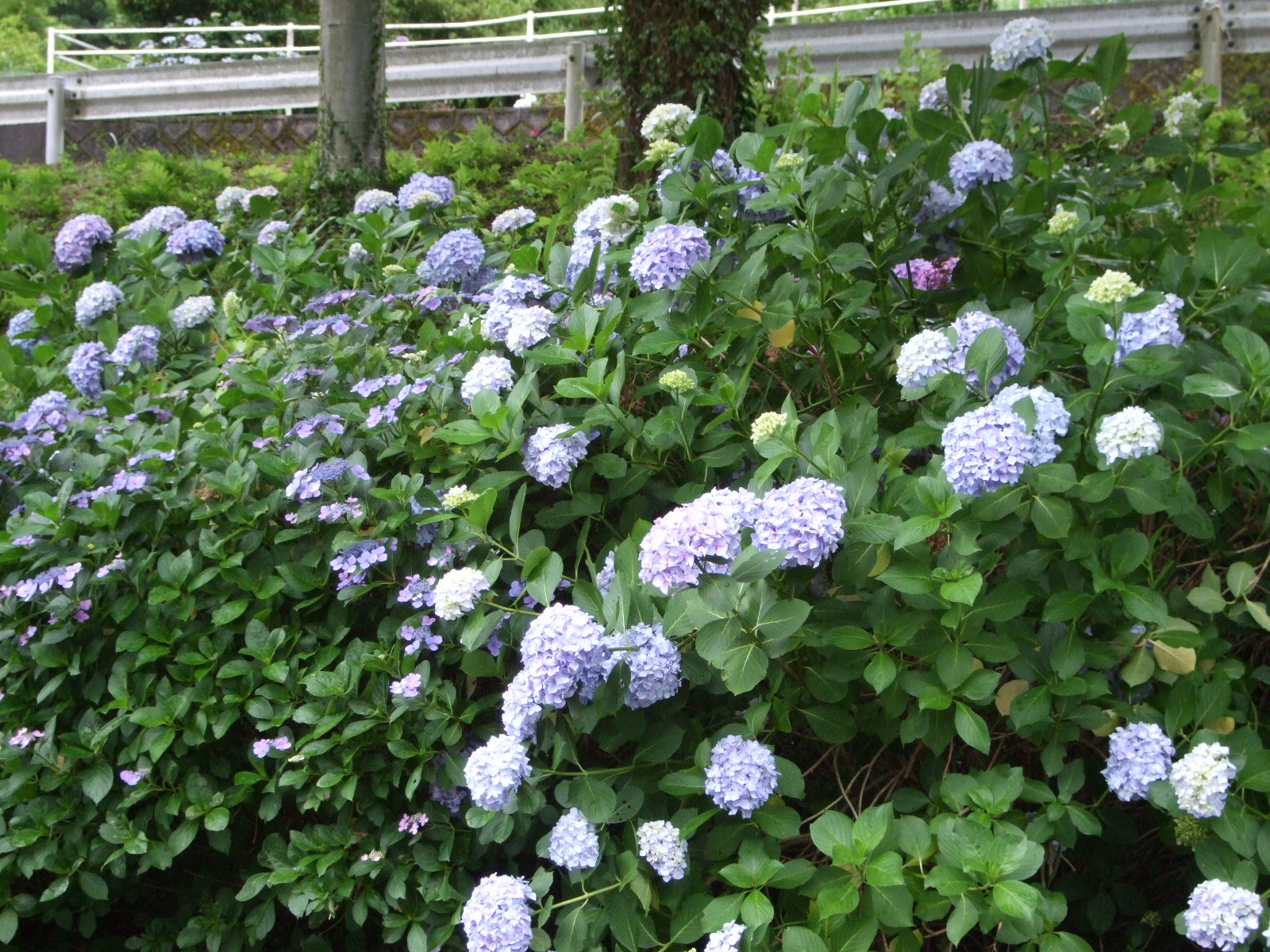 7 16あじさい開花状況 あじさいロード 下長瀬アジサイ公園 四国中央市観光協会 愛媛県四国中央市の観光情報をご紹介