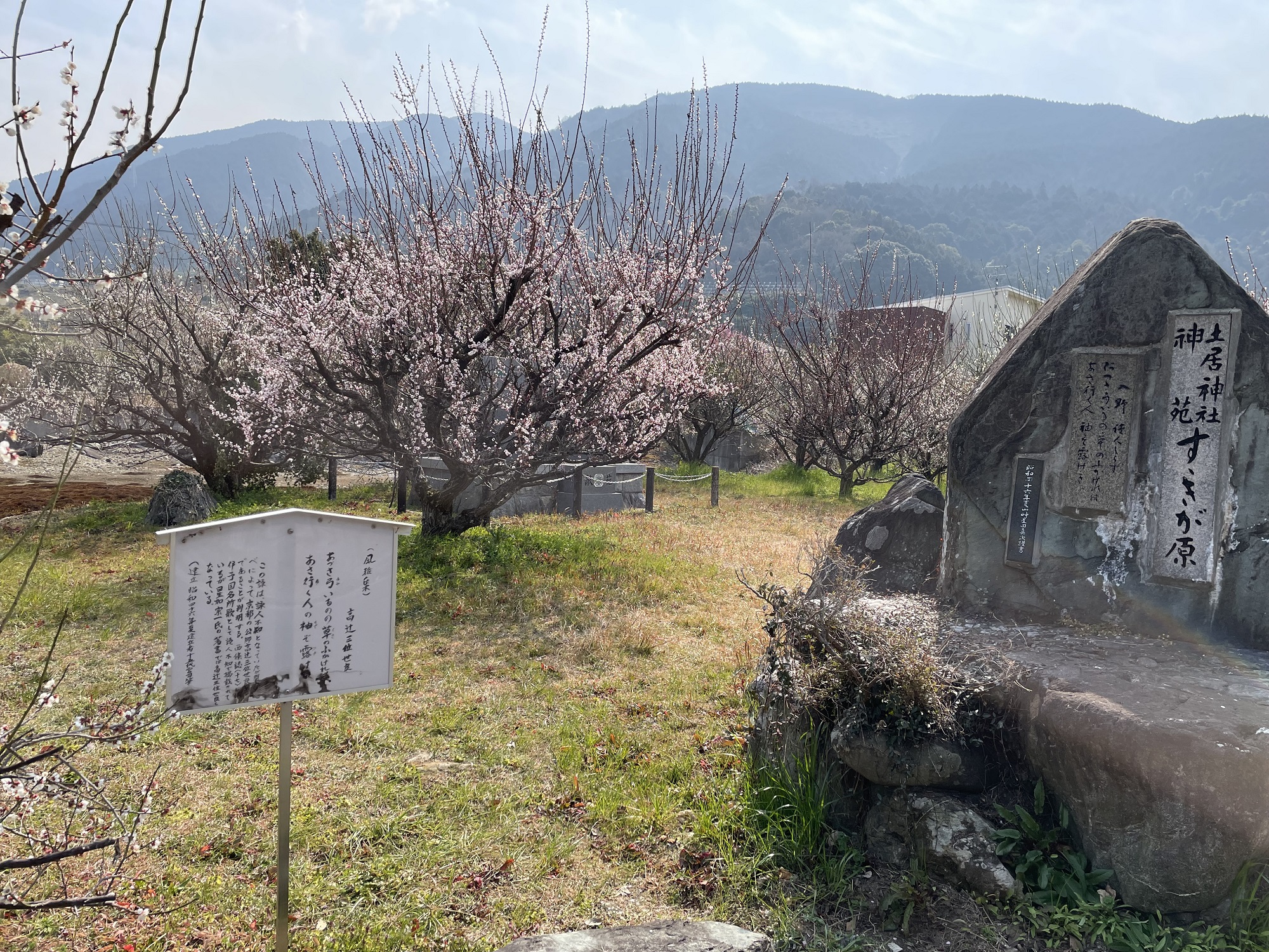すすきヶ原入野公園🌺梅の花(2022年3月9日) | 四国中央市観光協会