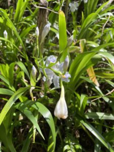 シャガの花